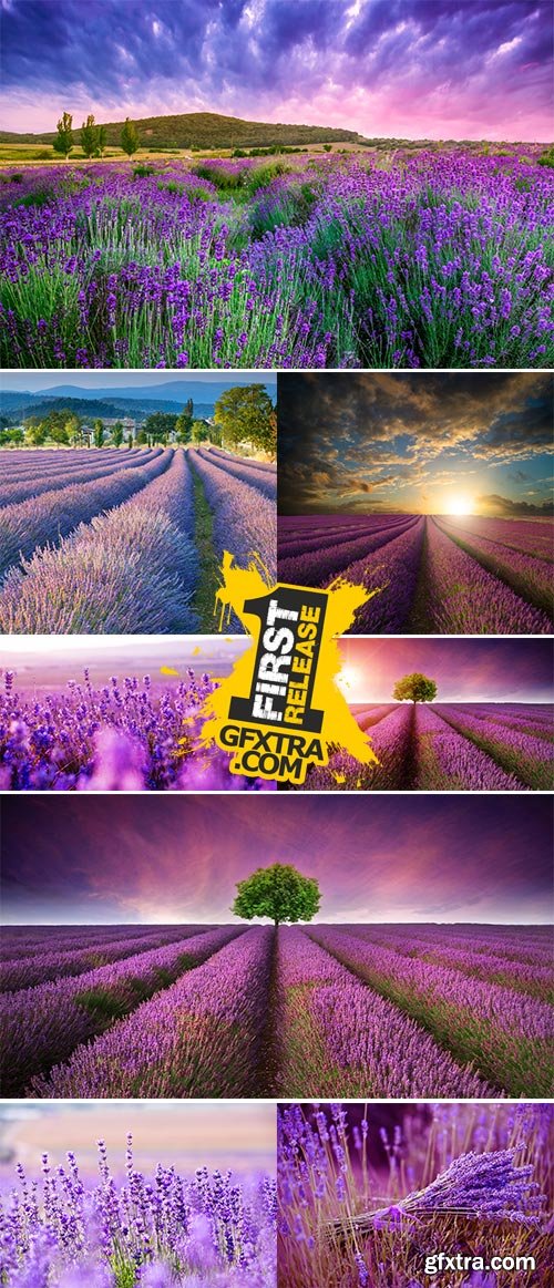 Stock Photos - Lavender field