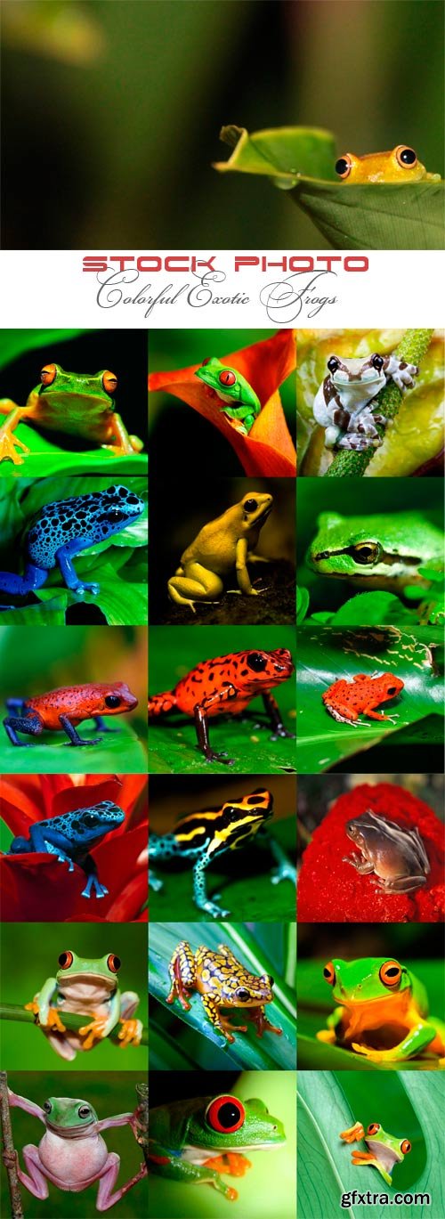 Colorful exotic frogs