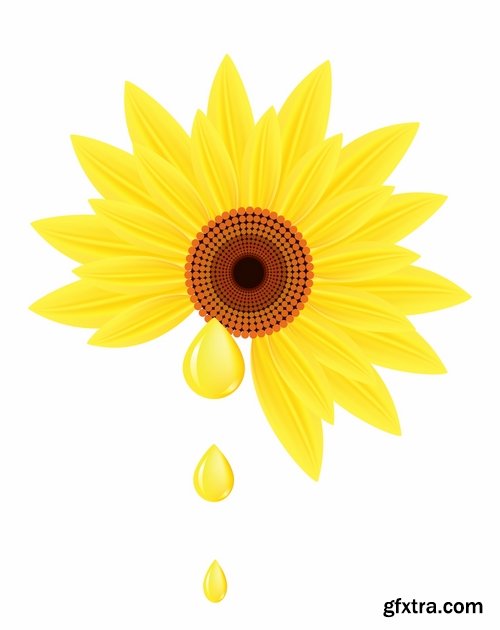 Collection of vector image sunflower oil sunflower bottles 25 Eps