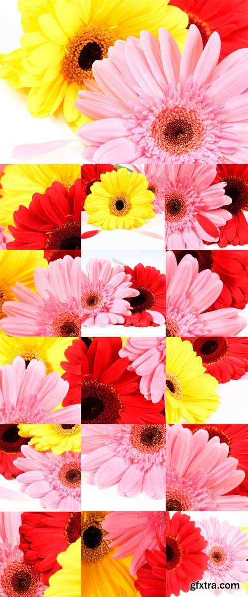 Charming gerbera Raster Graphics