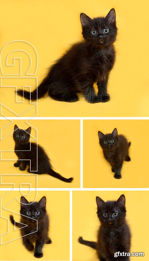 Stock Photos - Small fluffy black kitten sitting on yellow background