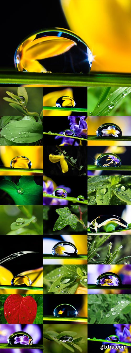 Raindrops on plants Raster Graphics