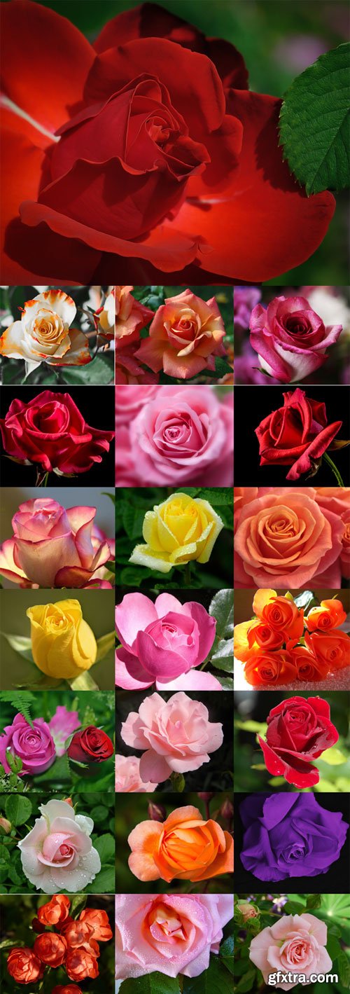 Beautiful roses of different colors Raster Graphics set 2