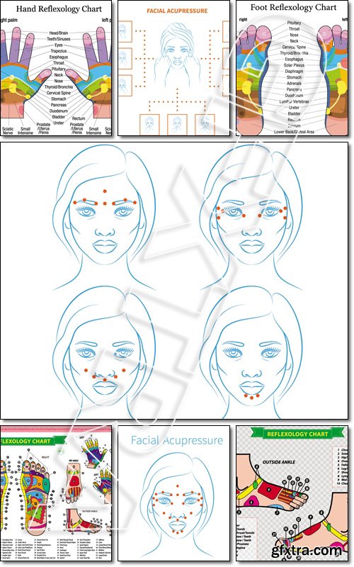 Reflexology chart with accurate description of the corresponding internal organs and body parts - Vector