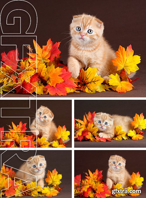 Stock Photos - Cute ginger kitten hiding in yellow leaves