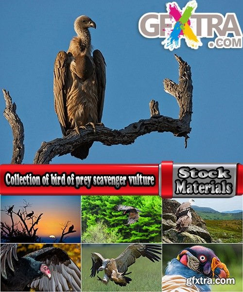 Collection of bird of prey scavenger vulture wing feather flight beak 25 HQ Jpeg