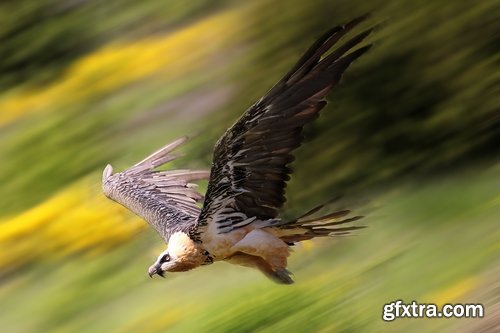 Collection of bird of prey scavenger vulture wing feather flight beak 25 HQ Jpeg