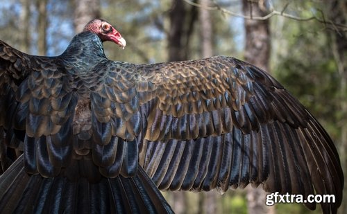 Collection of bird of prey scavenger vulture wing feather flight beak 25 HQ Jpeg