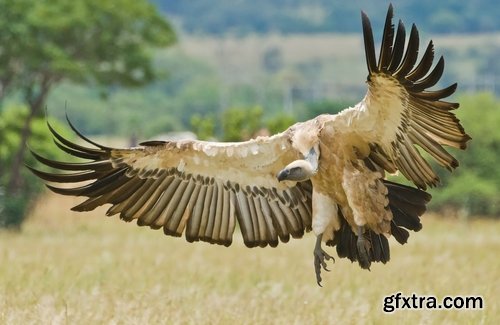 Collection of bird of prey scavenger vulture wing feather flight beak 25 HQ Jpeg