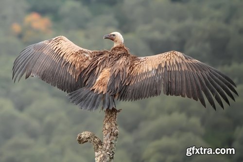 Collection of bird of prey scavenger vulture wing feather flight beak 25 HQ Jpeg