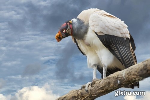 Collection of bird of prey scavenger vulture wing feather flight beak 25 HQ Jpeg