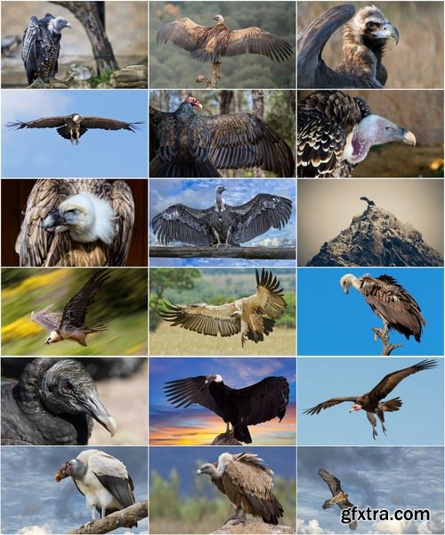 Collection of bird of prey scavenger vulture wing feather flight beak 25 HQ Jpeg