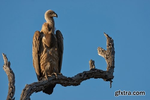 Collection of bird of prey scavenger vulture wing feather flight beak 25 HQ Jpeg