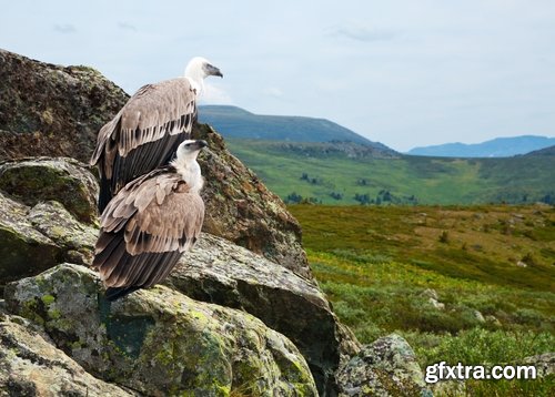 Collection of bird of prey scavenger vulture wing feather flight beak 25 HQ Jpeg