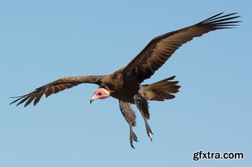 Collection of bird of prey scavenger vulture wing feather flight beak 25 HQ Jpeg