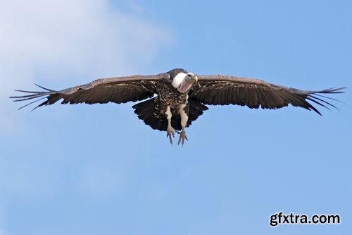 Collection of bird of prey scavenger vulture wing feather flight beak 25 HQ Jpeg