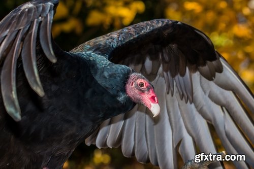 Collection of bird of prey scavenger vulture wing feather flight beak 25 HQ Jpeg