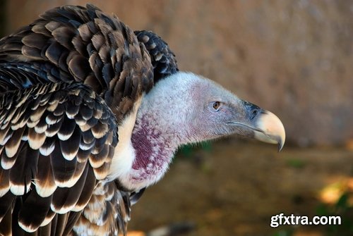 Collection of bird of prey scavenger vulture wing feather flight beak 25 HQ Jpeg