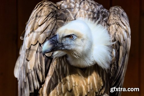 Collection of bird of prey scavenger vulture wing feather flight beak 25 HQ Jpeg