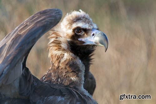 Collection of bird of prey scavenger vulture wing feather flight beak 25 HQ Jpeg