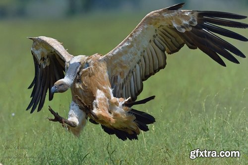 Collection of bird of prey scavenger vulture wing feather flight beak 25 HQ Jpeg