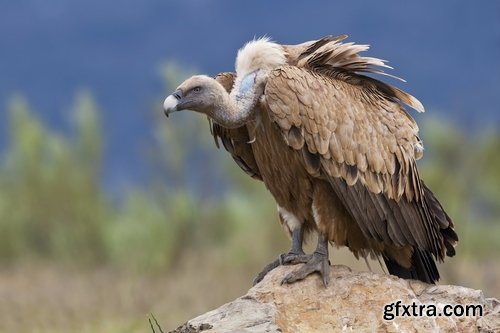 Collection of bird of prey scavenger vulture wing feather flight beak 25 HQ Jpeg