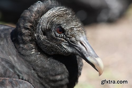 Collection of bird of prey scavenger vulture wing feather flight beak 25 HQ Jpeg