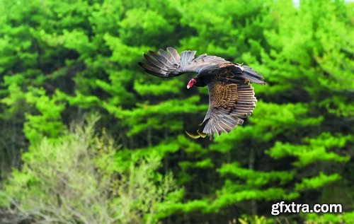 Collection of bird of prey scavenger vulture wing feather flight beak 25 HQ Jpeg