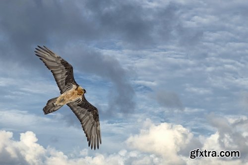 Collection of bird of prey scavenger vulture wing feather flight beak 25 HQ Jpeg