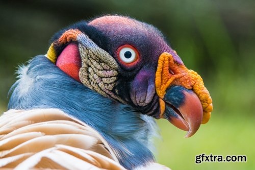 Collection of bird of prey scavenger vulture wing feather flight beak 25 HQ Jpeg