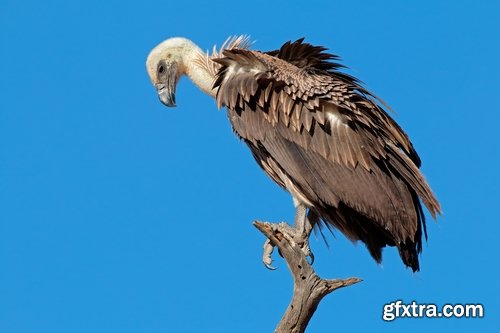 Collection of bird of prey scavenger vulture wing feather flight beak 25 HQ Jpeg