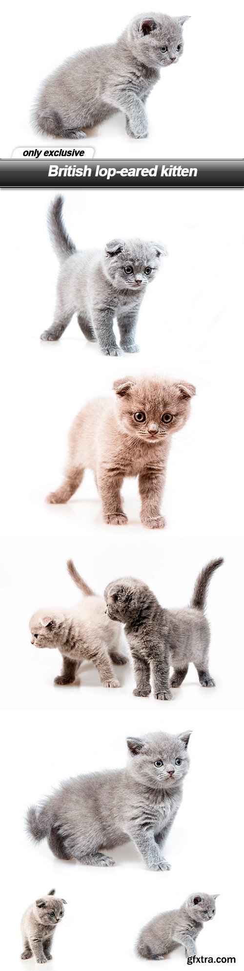 British lop-eared kitten - 10 UHQ JPEG