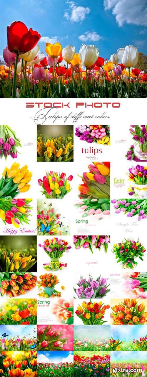 Tulips of different colors