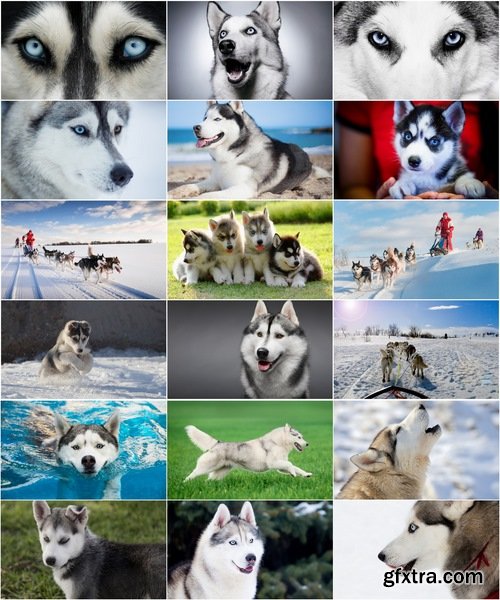 Collection of Husky Laika snow sled dog team eye fur wool 25 HQ Jpeg