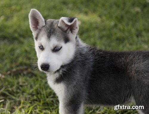 Collection of Husky Laika snow sled dog team eye fur wool 25 HQ Jpeg