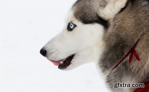 Collection of Husky Laika snow sled dog team eye fur wool 25 HQ Jpeg