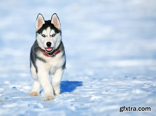 Collection of Husky Laika snow sled dog team eye fur wool 25 HQ Jpeg