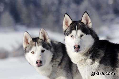 Collection of Husky Laika snow sled dog team eye fur wool 25 HQ Jpeg