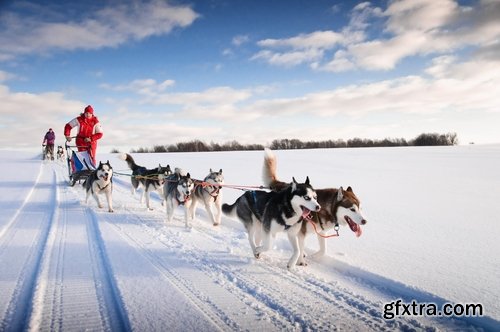 Collection of Husky Laika snow sled dog team eye fur wool 25 HQ Jpeg