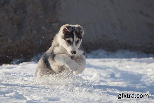 Collection of Husky Laika snow sled dog team eye fur wool 25 HQ Jpeg