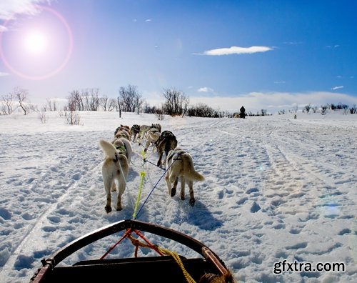 Collection of Husky Laika snow sled dog team eye fur wool 25 HQ Jpeg