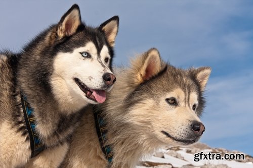 Collection of Husky Laika snow sled dog team eye fur wool 25 HQ Jpeg