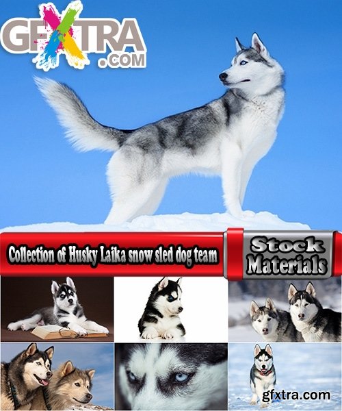 Collection of Husky Laika snow sled dog team eye fur wool 25 HQ Jpeg