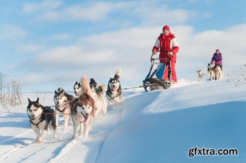 Collection of Husky Laika snow sled dog team eye fur wool 25 HQ Jpeg