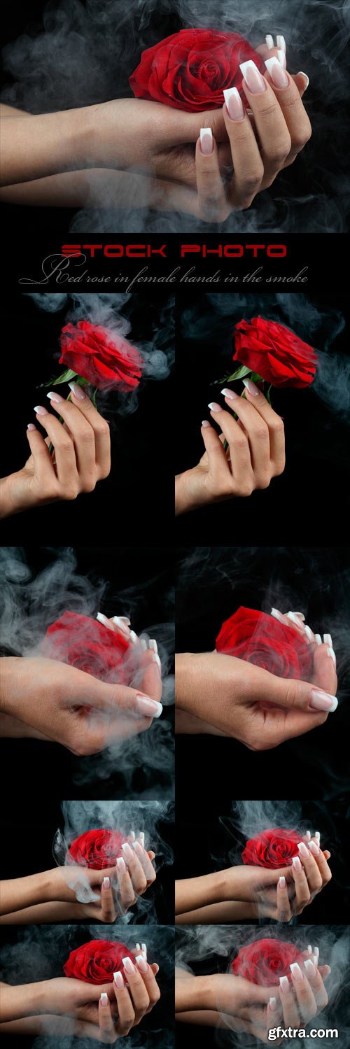 Red rose in female hands in the smoke