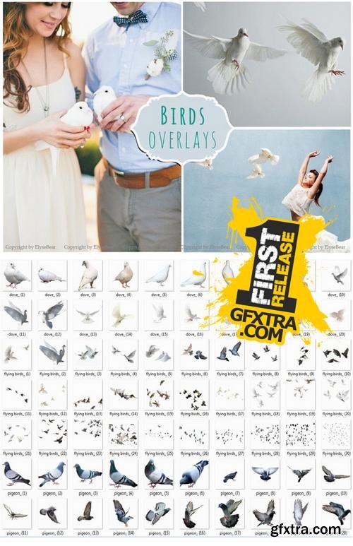 70 Birds Photoshop Overlays PNG - CM 319224