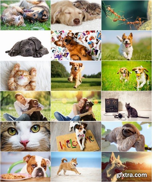 Collection of different animals tiger owl dog cat 25 HQ Jpeg