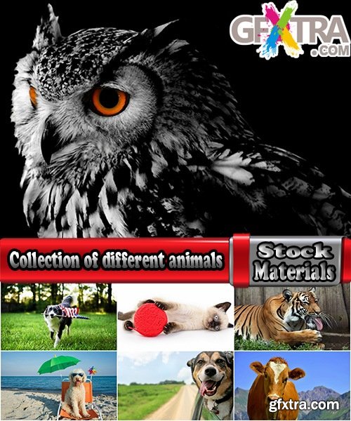 Collection of different animals tiger owl dog cat 25 HQ Jpeg