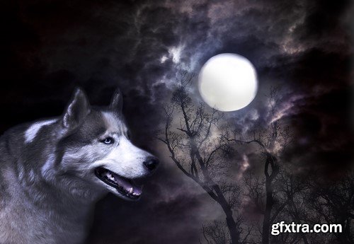 Wolf and moon