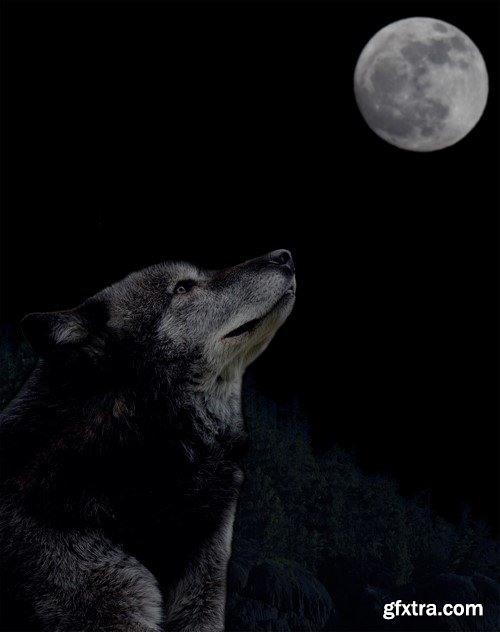 Wolf and moon